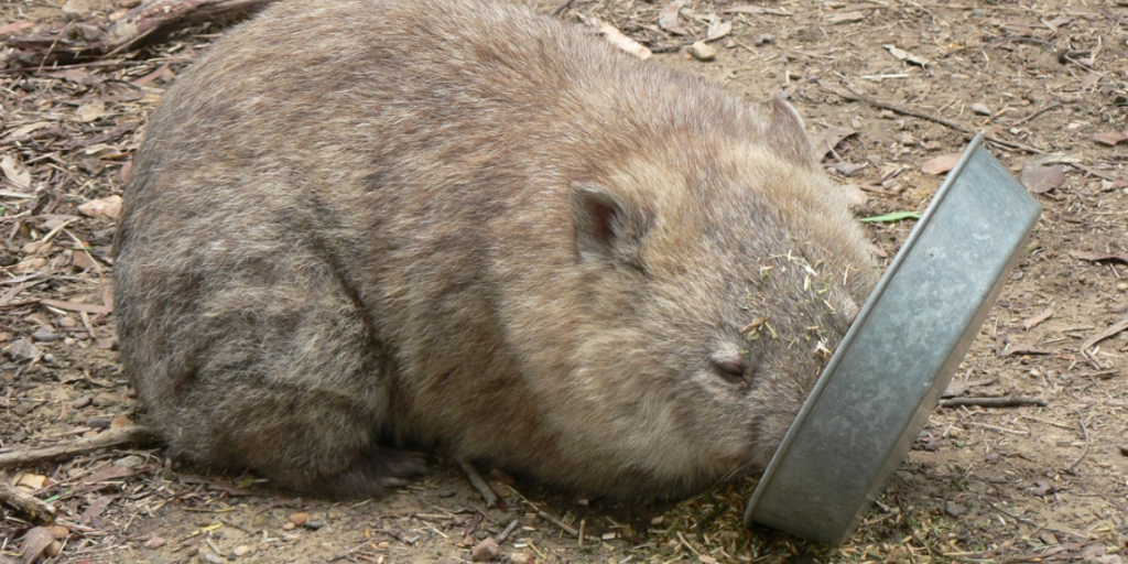 Wombat eating