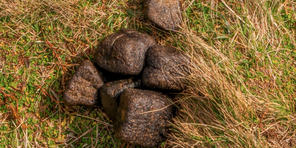 Wombat poo