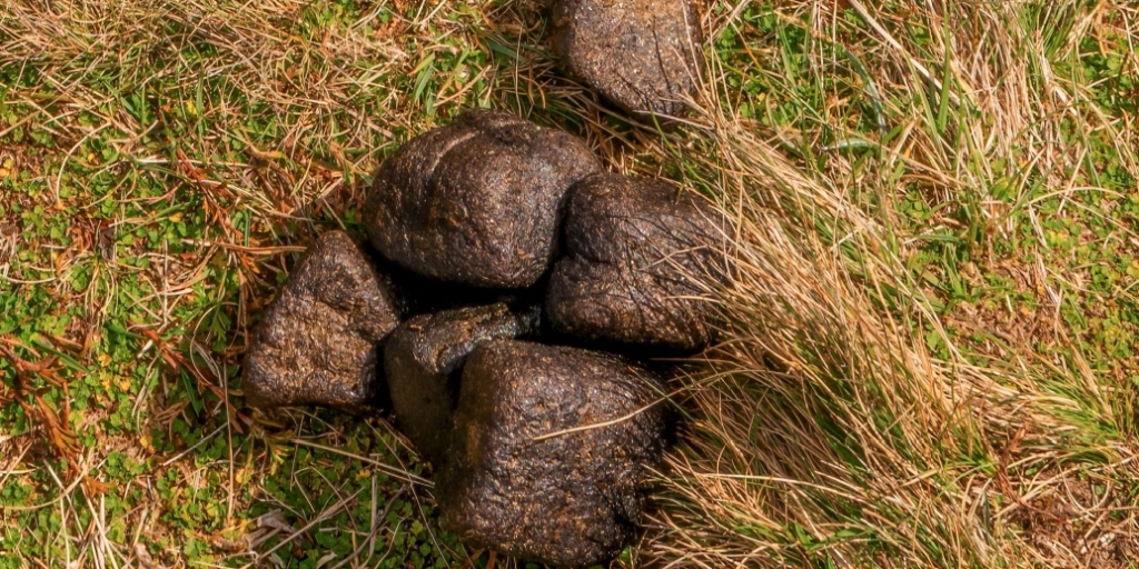 Wombat poo