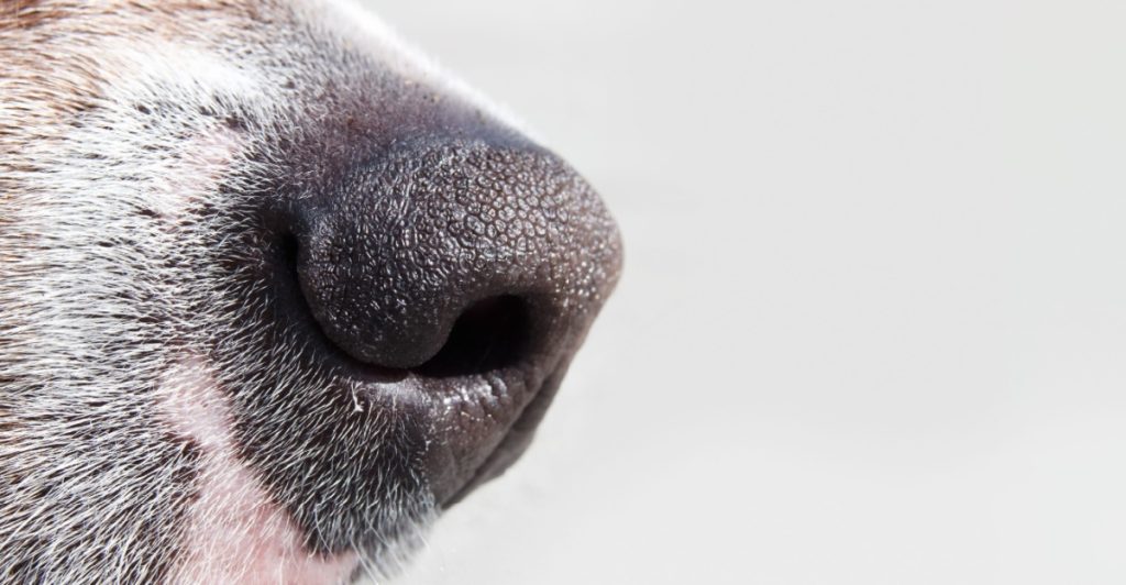 Dog nose, hundnäsa
