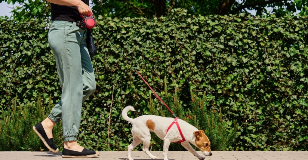 Dog in leash, hund i koppel