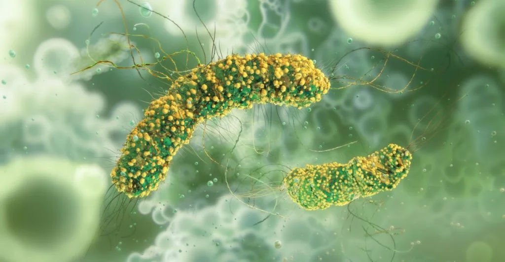 Listeria
