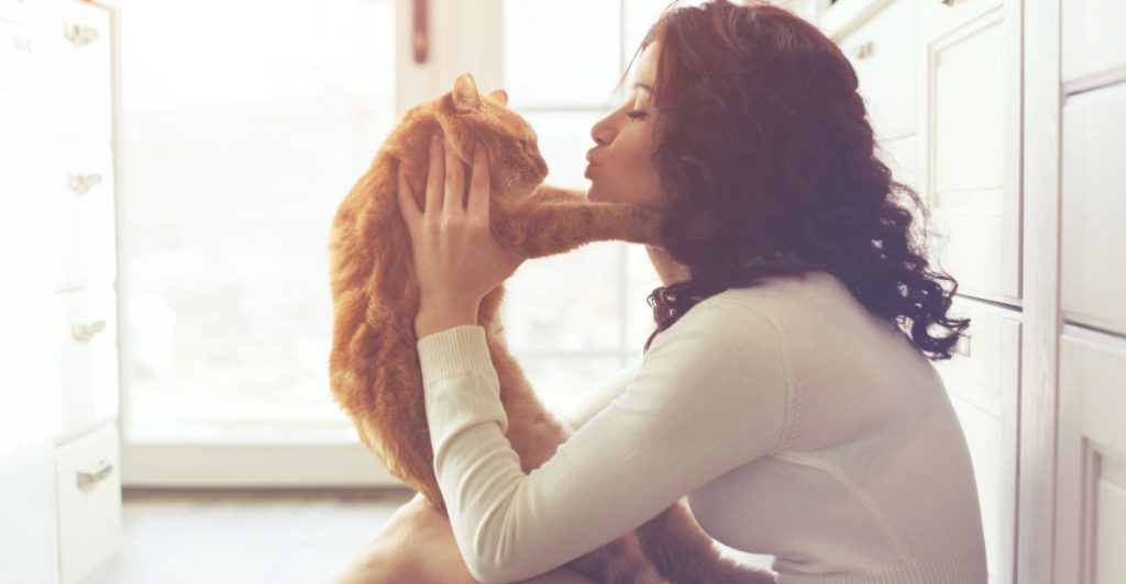Cat, katt