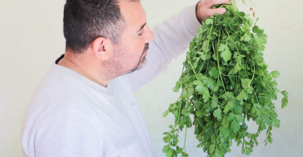 Koriander, coriander