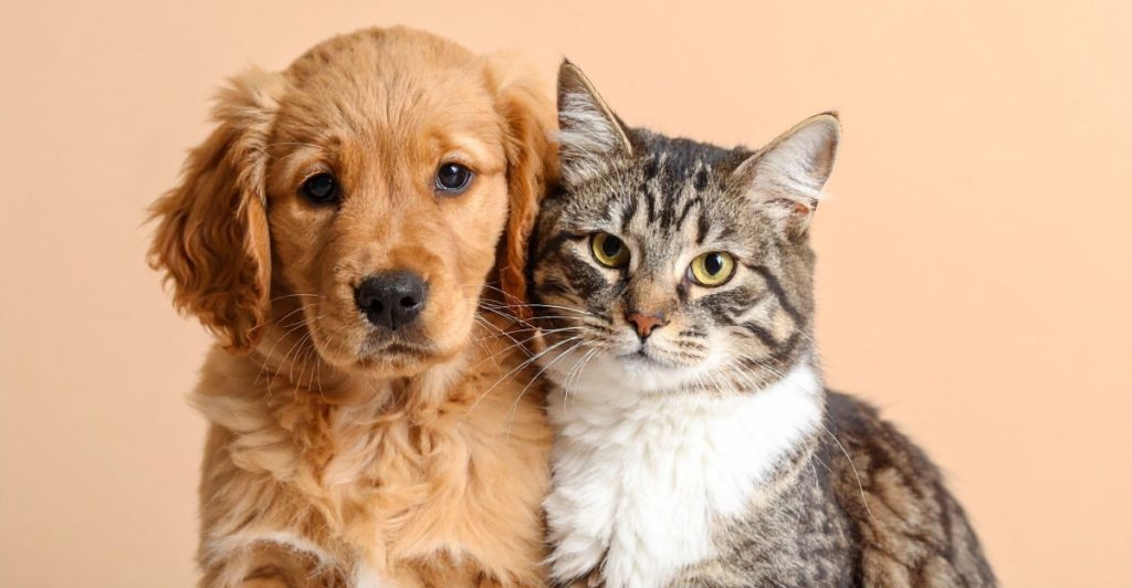 Cat, dog, hund, katt