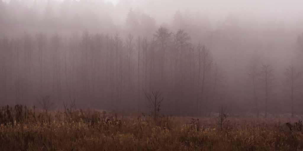 Fog, forrest