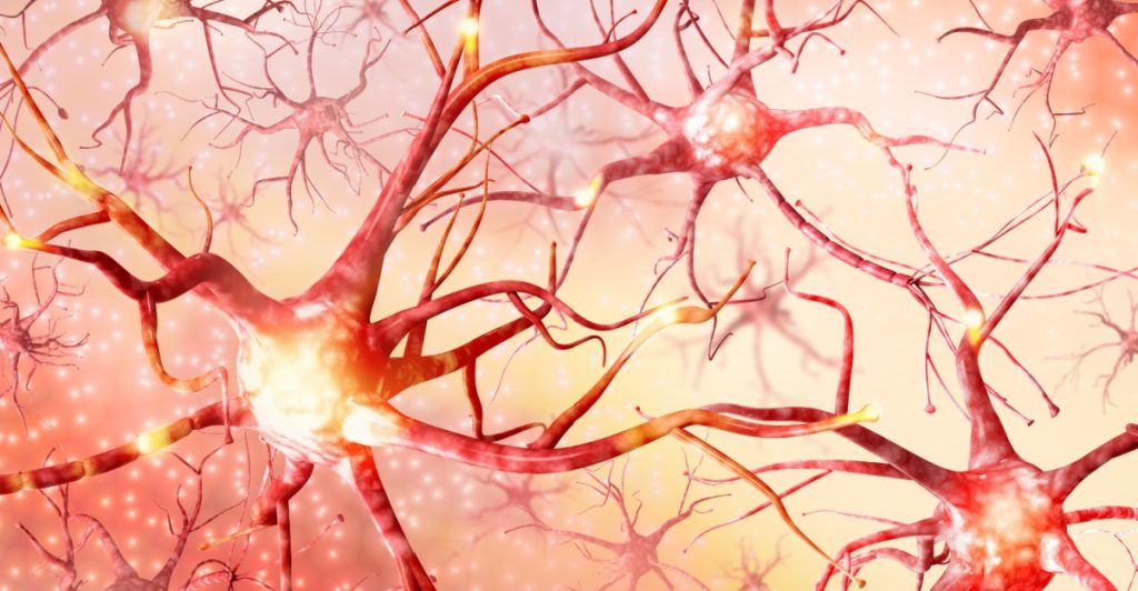 nervous system, nervsystemet