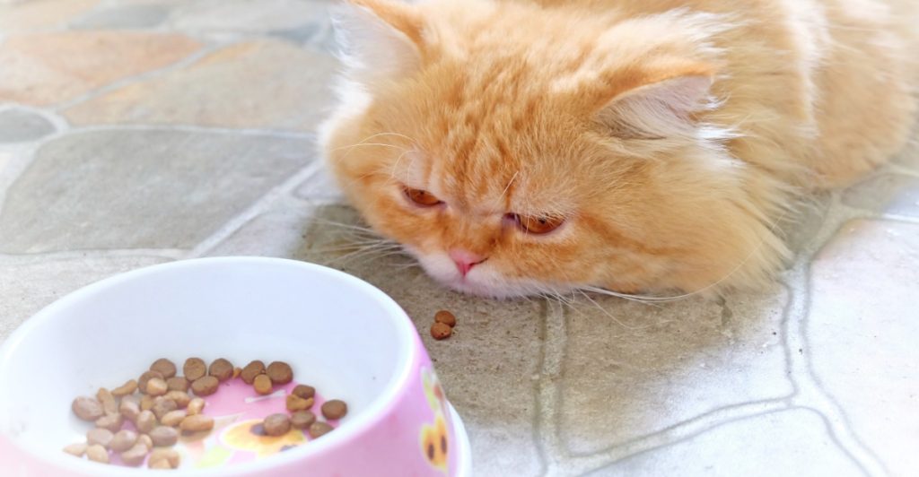 Katt äter, cat eating