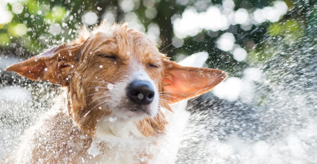 Wet dog, blöt hund skakar sig, våd hund