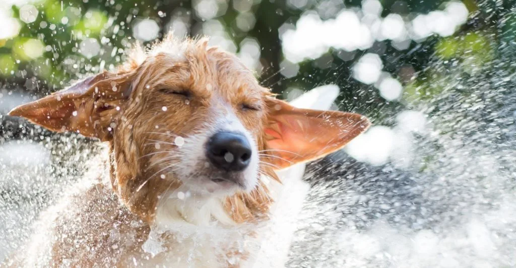 Wet dog, blöt hund skakar sig, våd hund