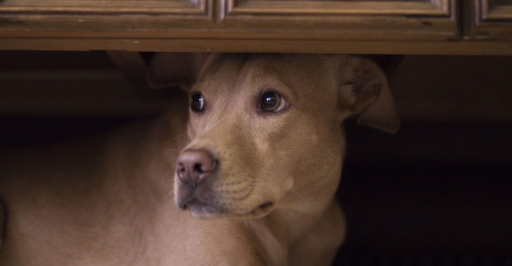 Dog scared, rädd hund, bange hund