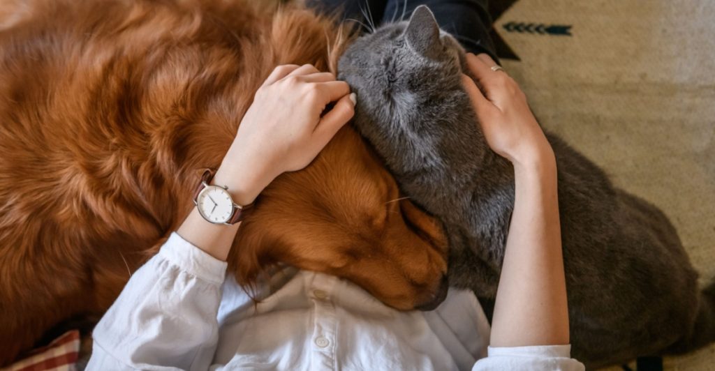 Cat, dog, katt, hund