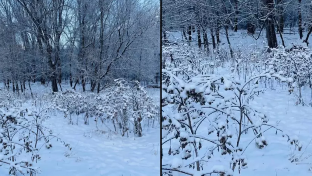 Find hunden / find the dog