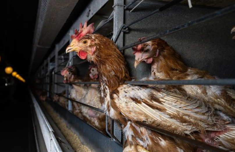 Burhøns, hen in a cage, ægproduktion, eggproduksjon, egg production