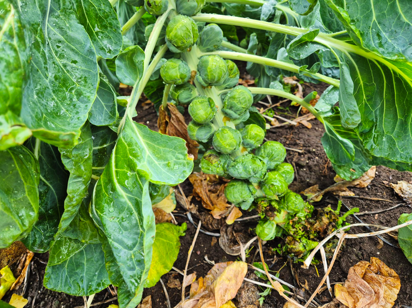 Rosenkål, brussels sprout, vegetables, grøntsager