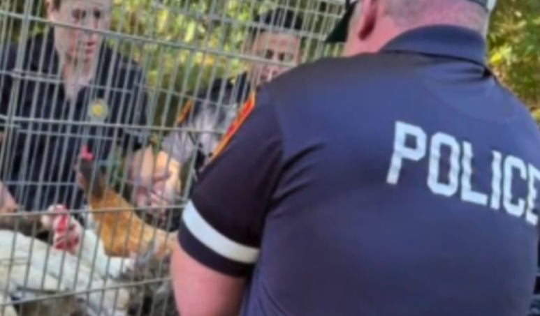 Over 200 dyr funnet fanget i hus: – Det var som å gå inn i et mareritt