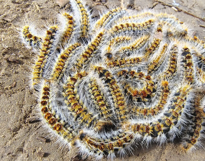 Den giftige larven som kan ta knekken på furuskogen – og pusten din
