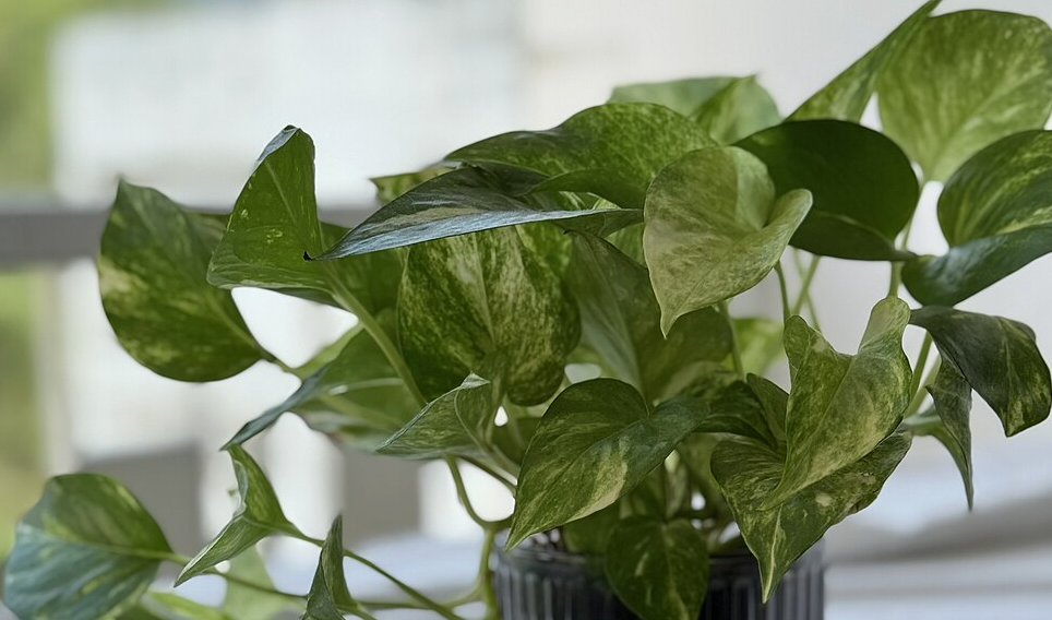 Epipremnum aureum inside a house.