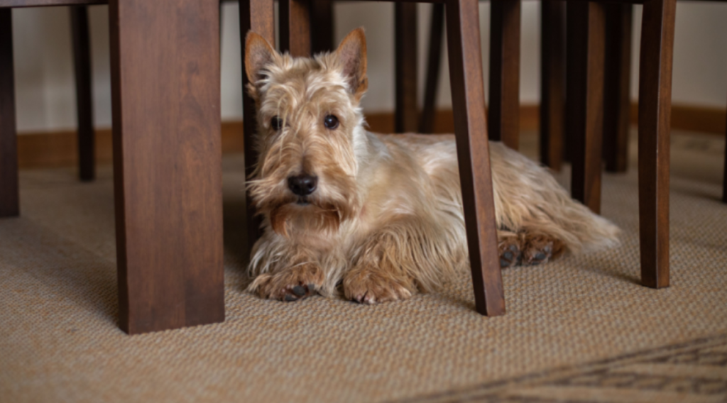Dog under table, hund