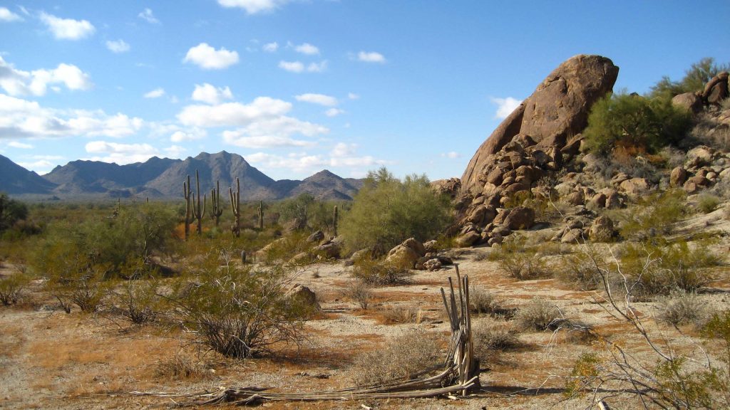Sonoran Desert, Maricopa, Arizona.