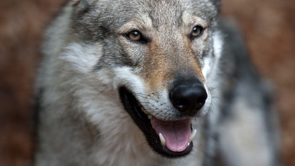 Wolfshund wolf dog