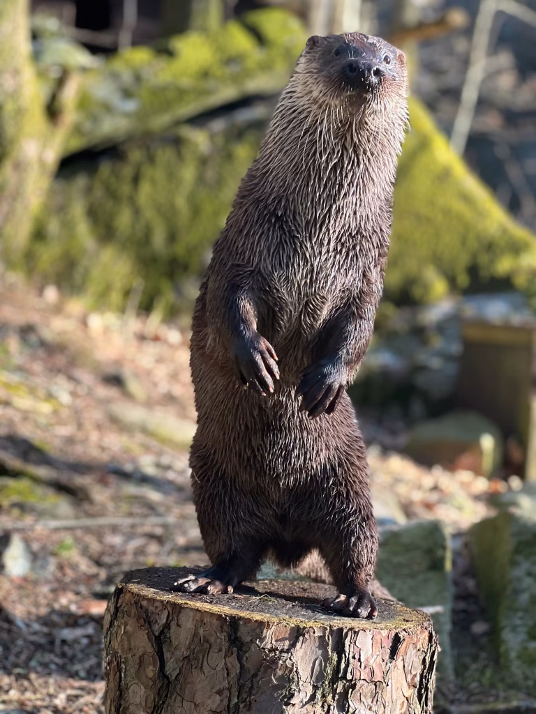 Oteren Hugin, odder, Dyreparken i Kristiansand, zoo
