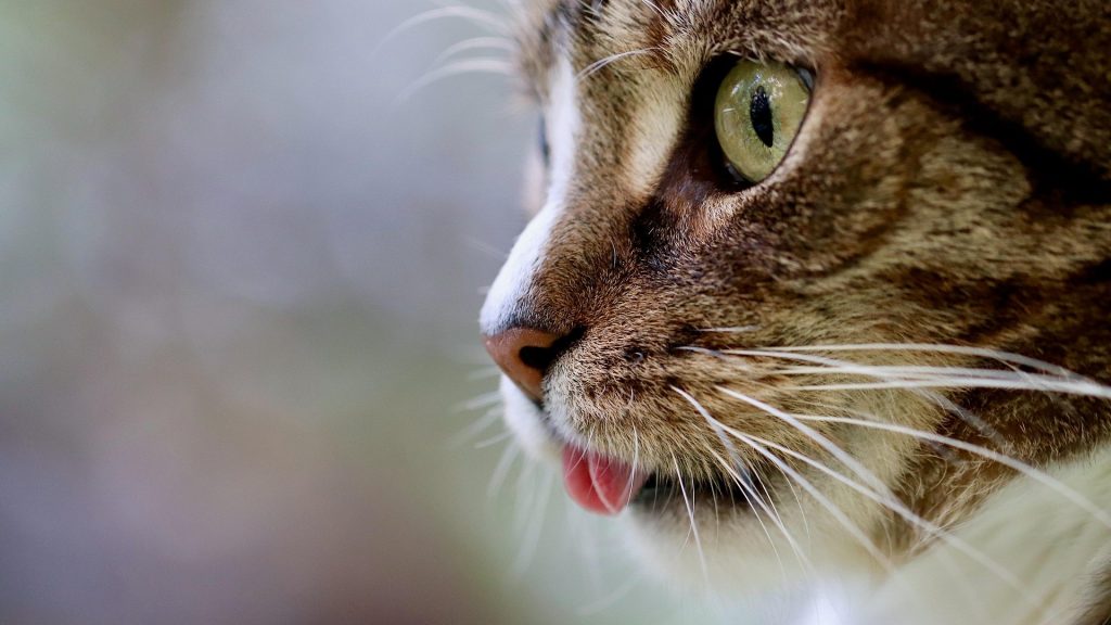 cat