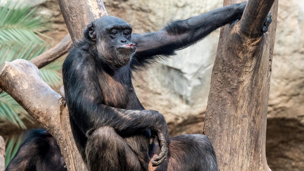 chimpanzee