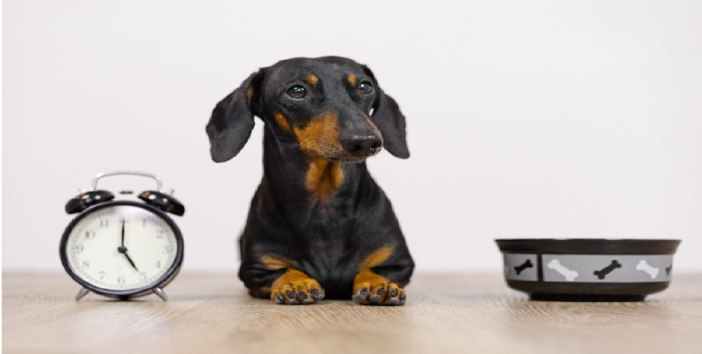 dog eating food