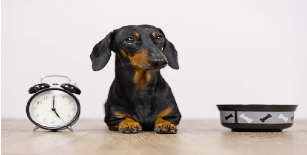 dog eating food
