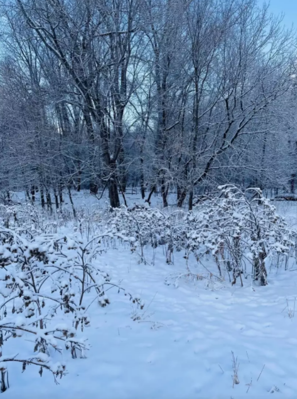 finn hunden, find the dog