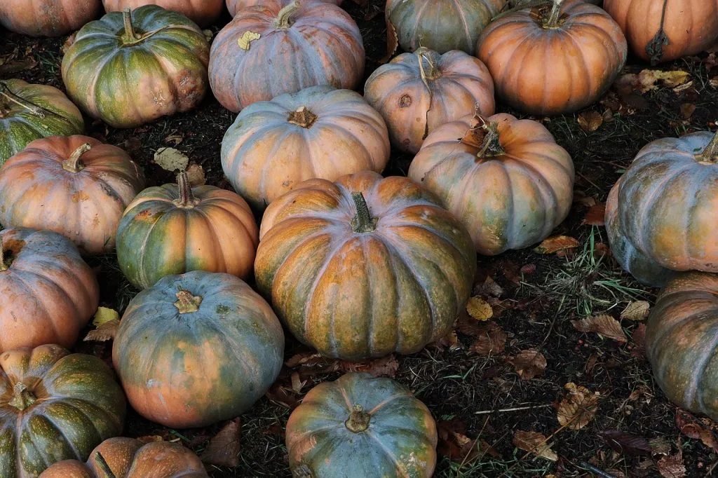 Pumpkin
