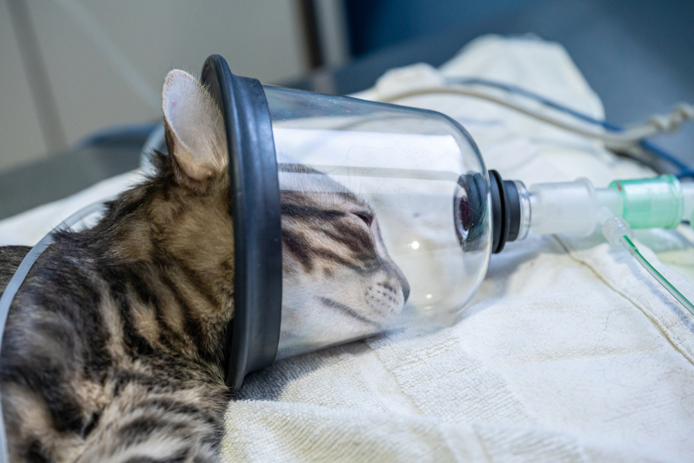 Cat, vet