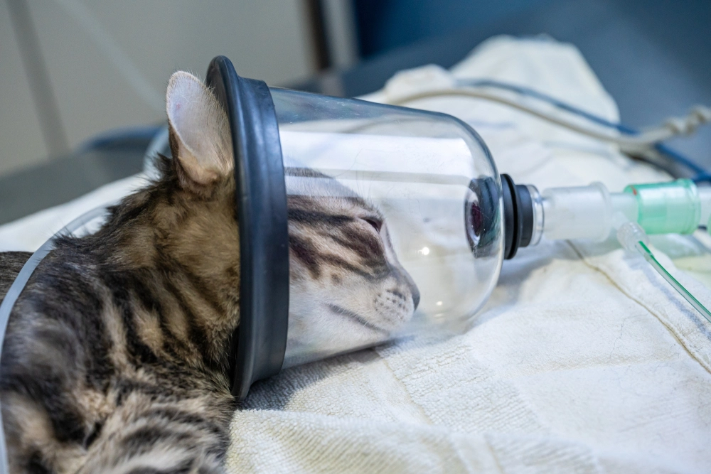 Cat, vet