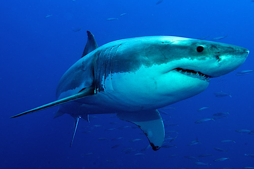 Great,White,Shark,Posing,In,The,Deep,Blue,Water.