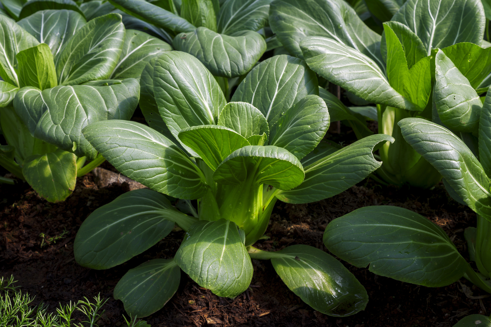 Baby,Pak,Choi,Or,Bok,Choy