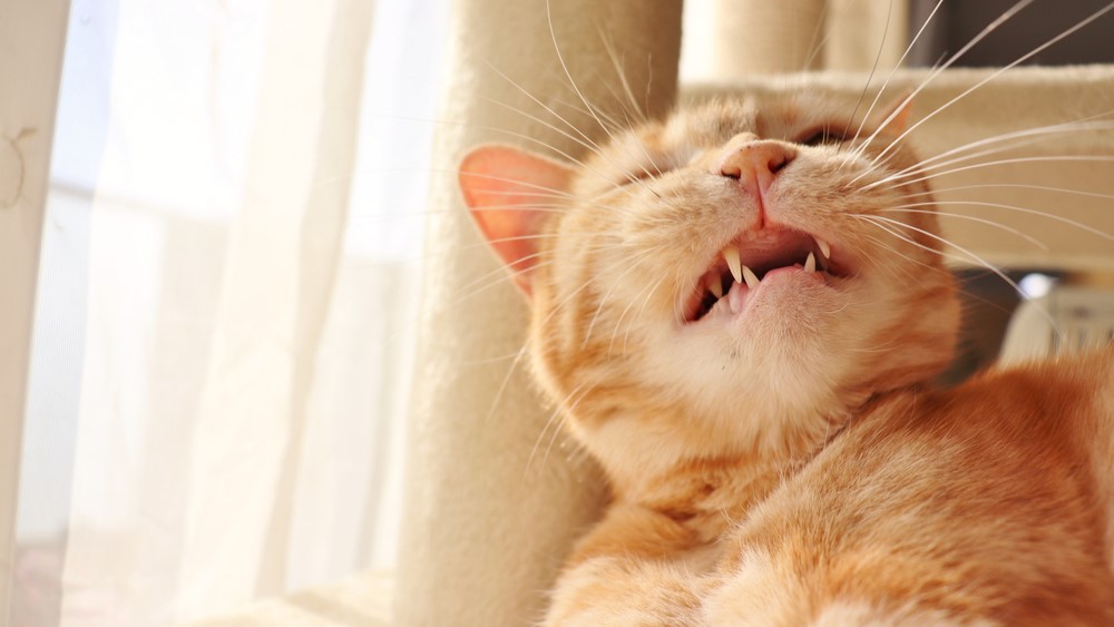 cat