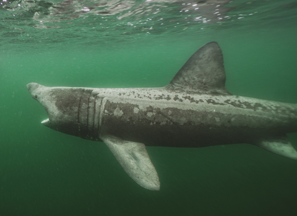 Basking,Shark,In,The,Secret,Ocean