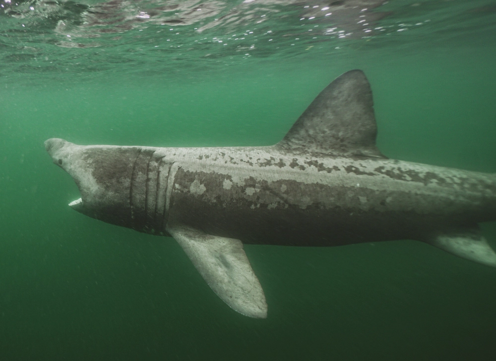 Basking,Shark,In,The,Secret,Ocean