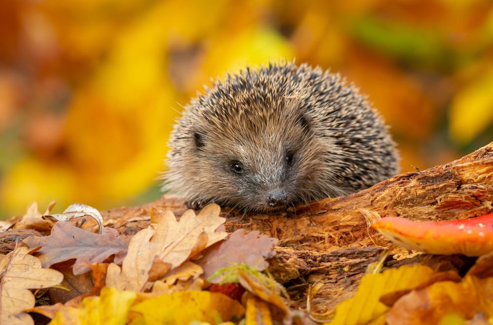 Hedgehog,In,Autumn,,Wild,,Free,Roaming,Hedgehog,,Taken,From,A