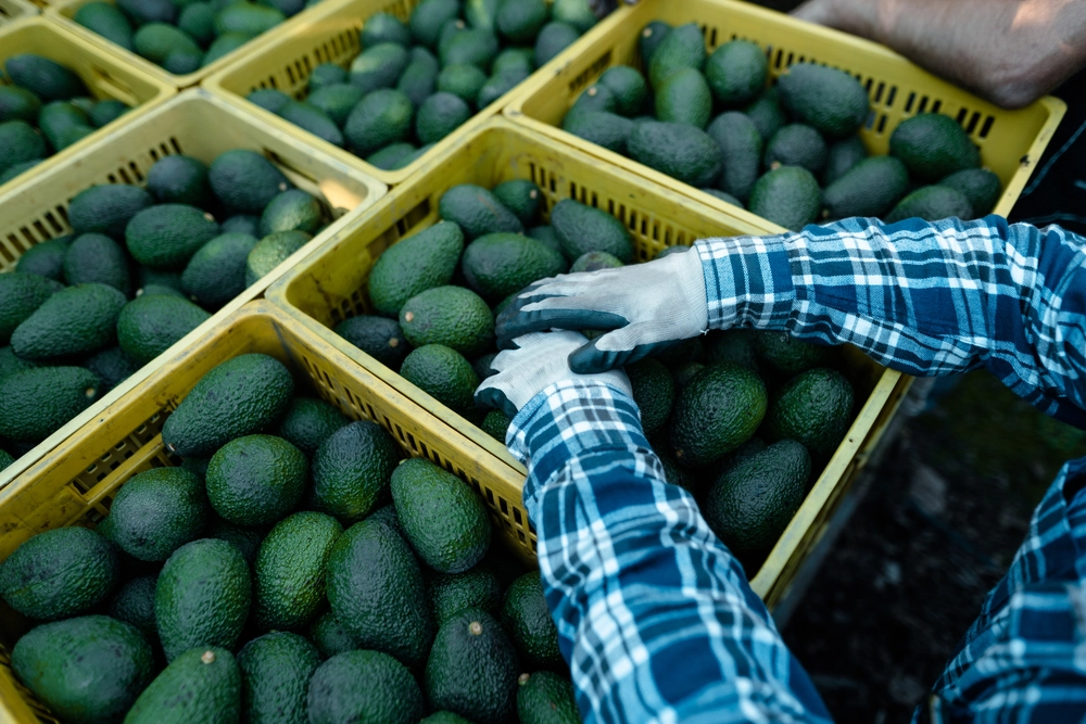 Farmer,landmand,avocado,avokado