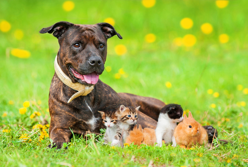 Staffordshire,Terrier,Dog, cat, kittens, rabbit, kaniner, hund, kat, kæledyr, pet