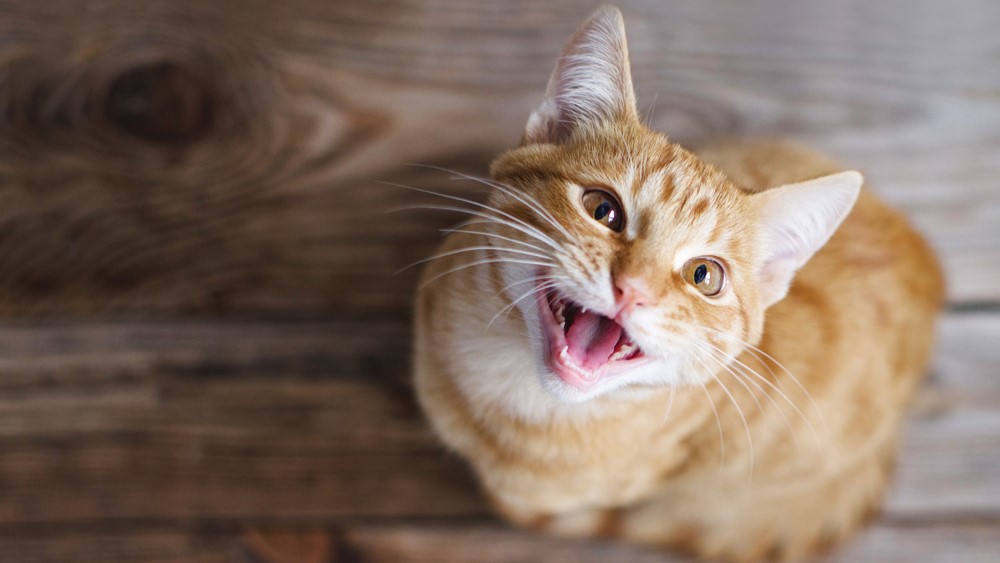 cat