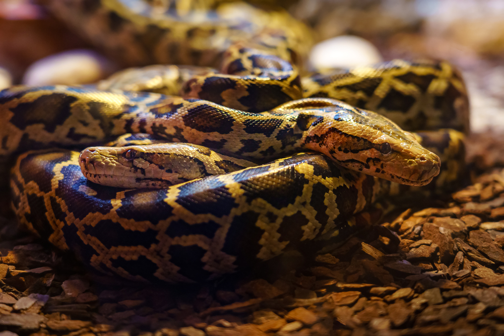 Slange, snake