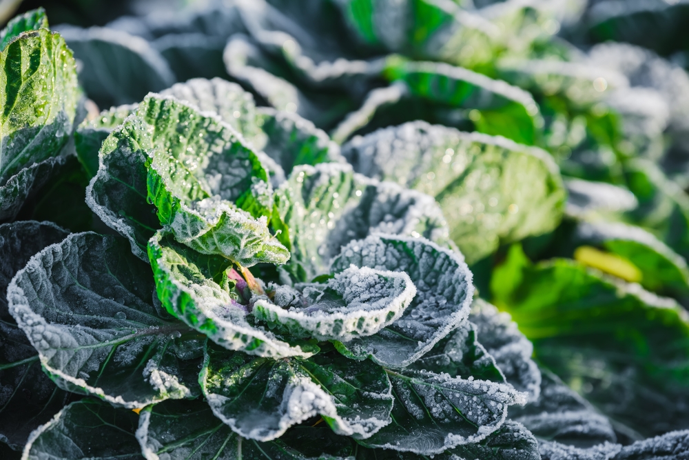 Frost,On,The,Cabbage,Plants,In,The,Cold,Season.,A, kål, vinter, frost,