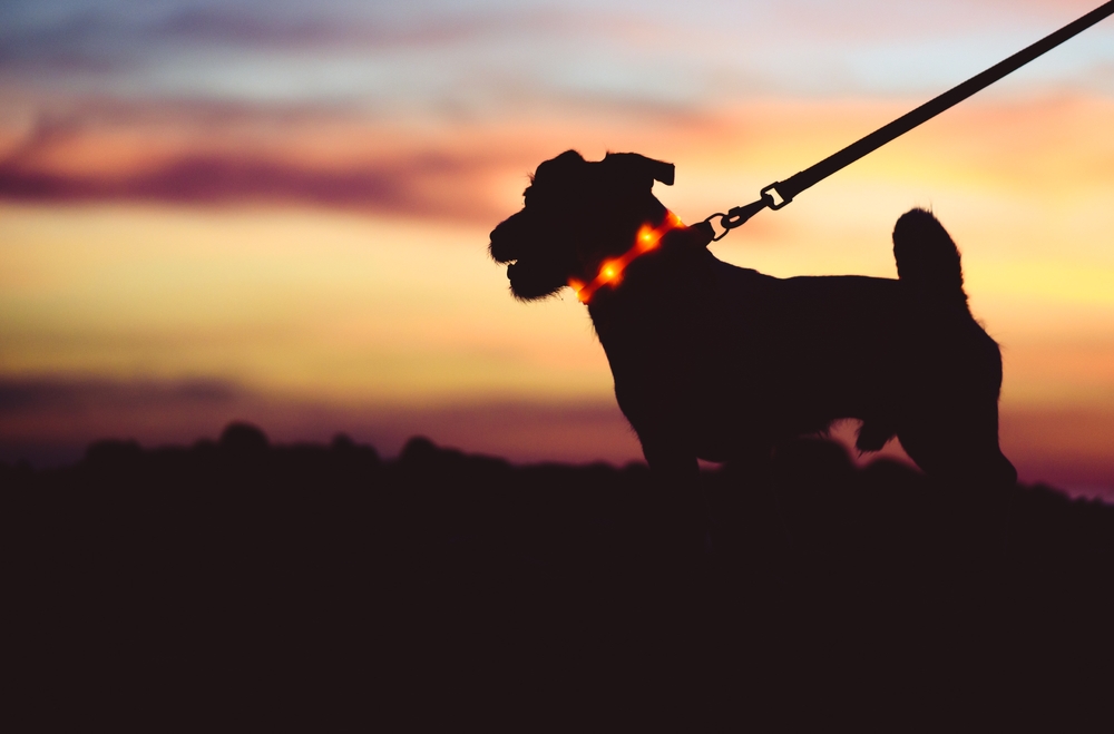 dog, light, hund, lys, lygt, lykt, vinter, winter, dark, mørke