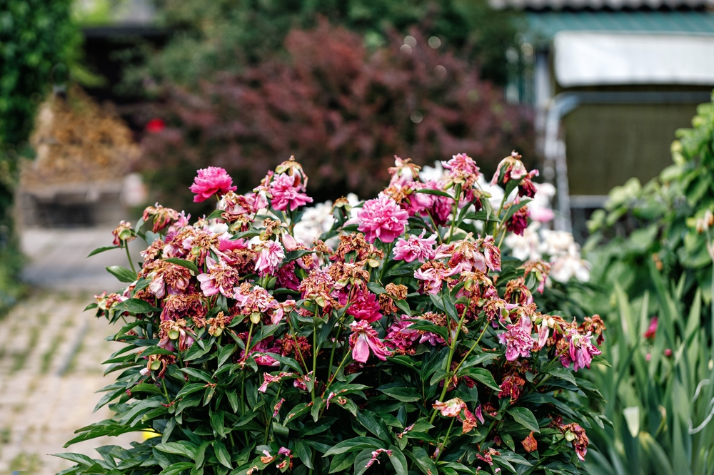 Slik gir du blomstene dine et ekstra liv – enkel metode maksimerer blomstringen