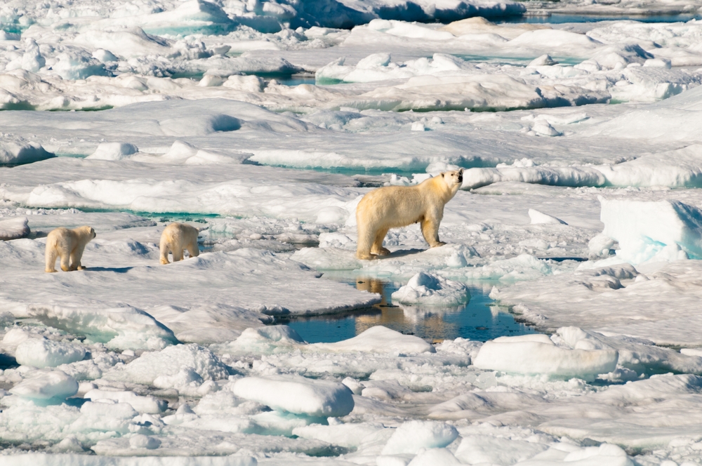 Polar bear