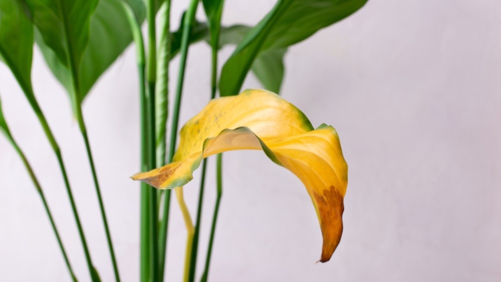 peace lily
