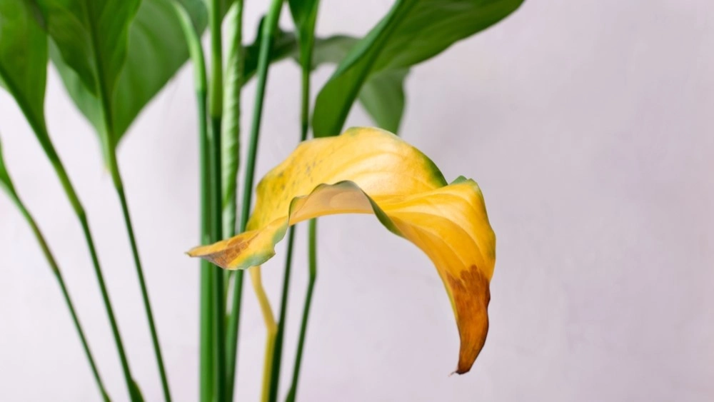 peace lily